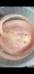 0574824A-D31B-40AE-B4EF-23C2A0432DD3.png