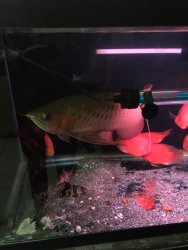 A customer's Merlion Premium Red.jpg