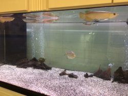 Customers com tank.jpg