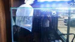 little fish safe and sound.jpg
