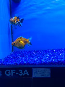 IMG_3453.JPG