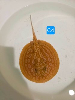 att.CTzGRS7jvYjUZFX6pSVrTh2zB46fA_AjA_491jJ3kvY 2.JPG