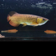 Bmberlandino