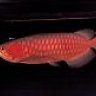 CHILLI RED