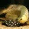 RDFISHGUY