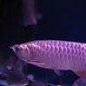 FOSSILFISH