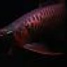 DragonfishExotics