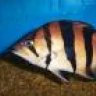Fishy