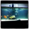 Crazyfish88