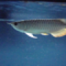 Aro51
