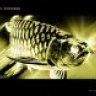 MerLion Arowana