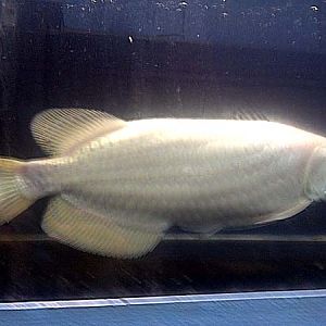 Platinum Jardini Arowana