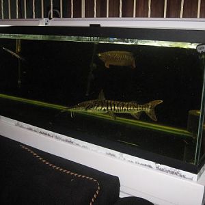 DFI RTG 2007 with 24" tiger shovelnose and 18" redtail giant gourami