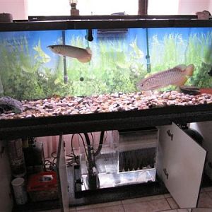 tank2