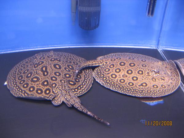 12 inch Marble Motoro Pair