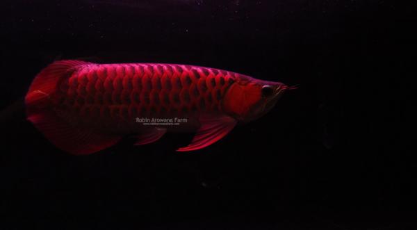 35 cm