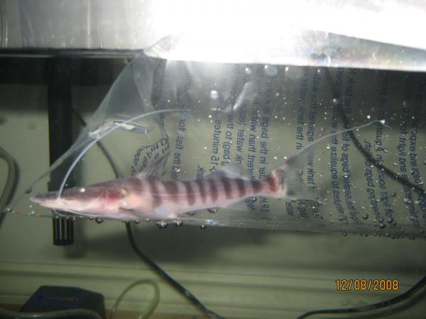 6 inch tigrinus