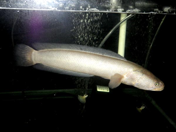 channa argus leucistic