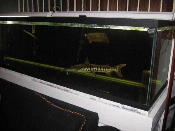 DFI RTG 2007 with 24" tiger shovelnose and 18" redtail giant gourami