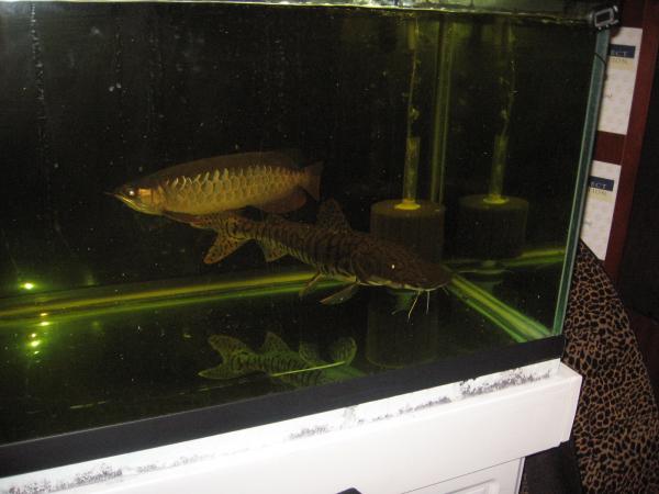 DFI RTG 2007 with 24" tiger shovelnose