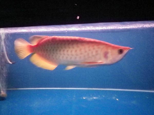 leucistic golden red