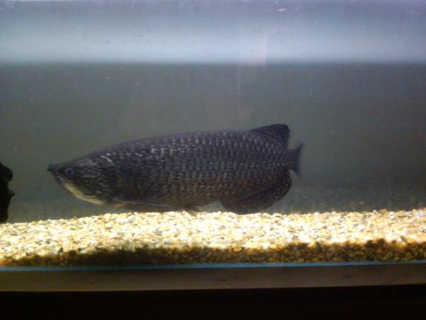 My moms black pearl
