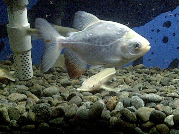 plat black pacu
