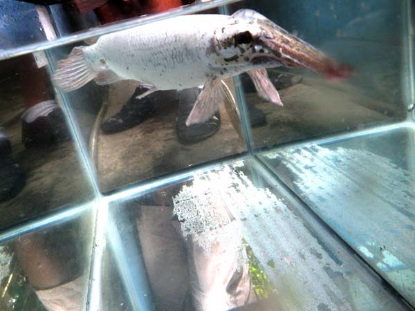 plat florida gars
