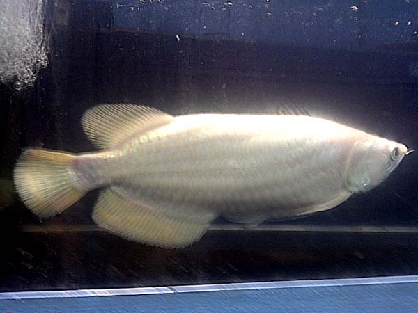 Platinum Jardini Arowana