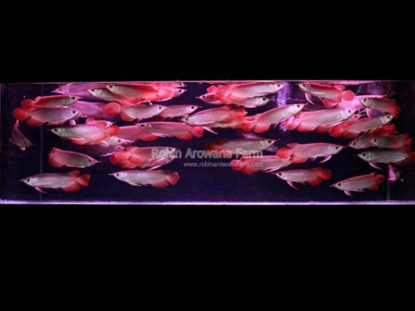 Robin Arowana Farm [13]