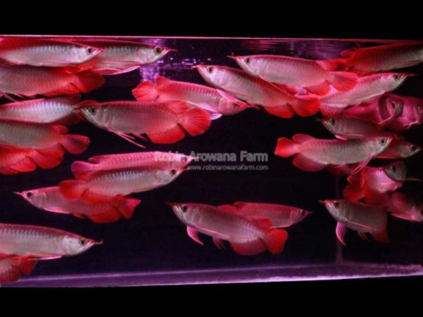 Robin Arowana Farm [14]