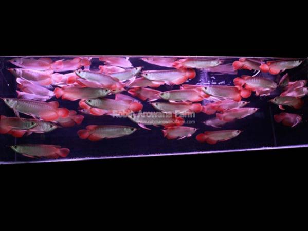 Robin Arowana Farm [15]