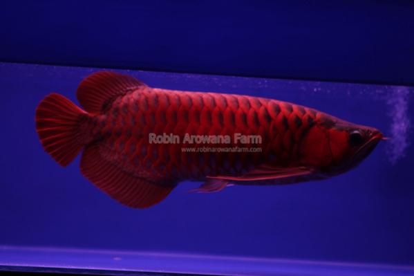 Robin Arowana Farm [18]