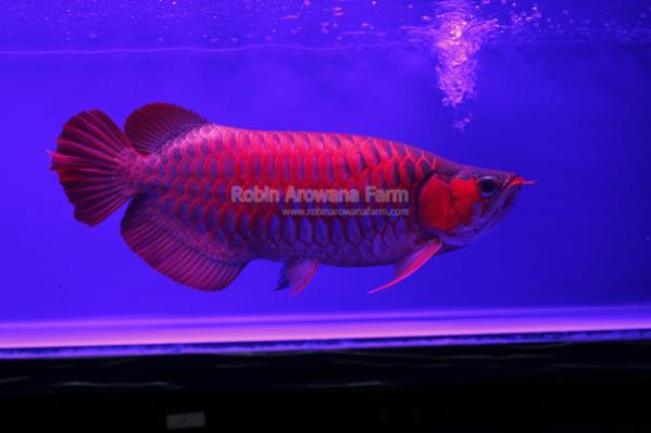 Robin Arowana Farm [19]