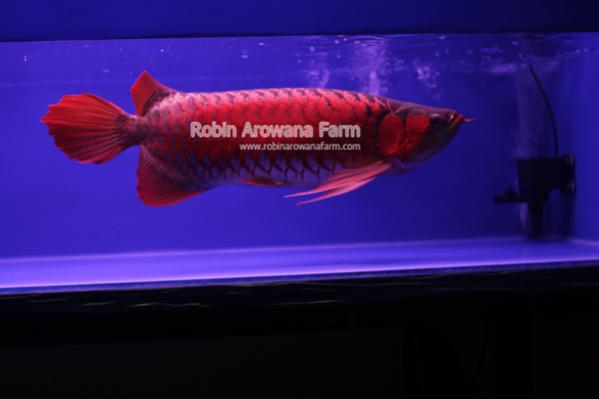 Robin Arowana Farm [2]