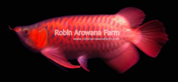 Robin Arowana Farm [21]