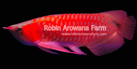 Robin Arowana Farm [22]