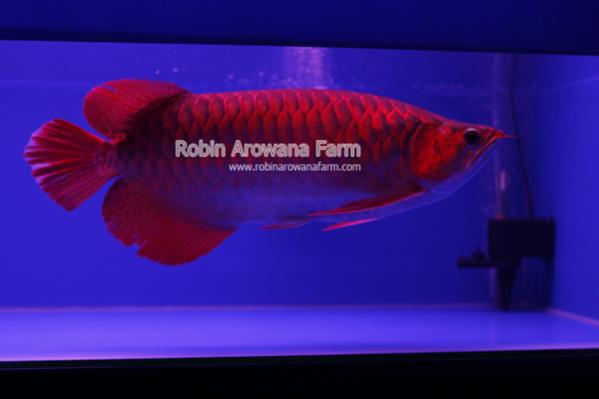 Robin Arowana Farm [3]