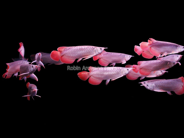 Robin Arowana Farm [4]