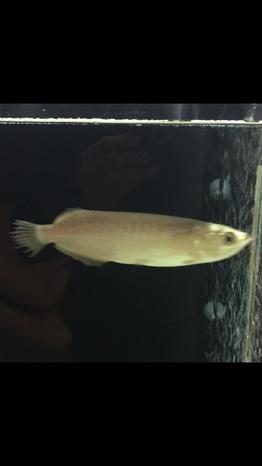 This is a 6" long BBHB.  Can anyone tell me if the tail will grow back itself or need to do surgery?  Why is it rip like this?